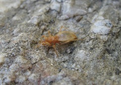 Reduvius sonoraensis