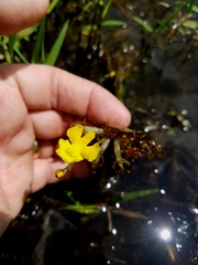 Utricularia radiata
