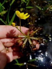 Utricularia radiata