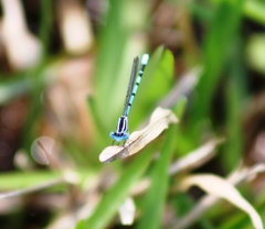 Argia bipunctulata