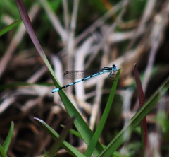 Argia bipunctulata