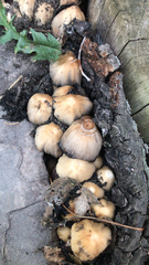 Coprinellus micaceus