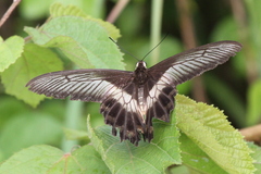 Pachliopta liris