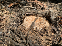 Ramaria rubripermanens