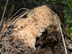 Ramaria rubripermanens