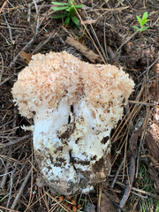 Ramaria rubripermanens