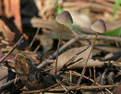 Mycena austrofilopes