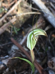 Pterostylis alata