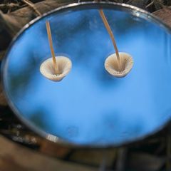 Mycena austrofilopes