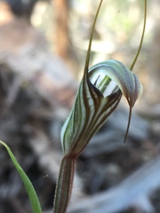 Pterostylis alata