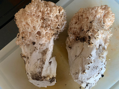 Ramaria rubripermanens