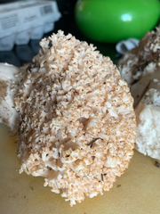 Ramaria rubripermanens