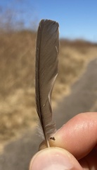 Baeolophus inornatus