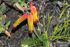 Lachenalia quadricolor