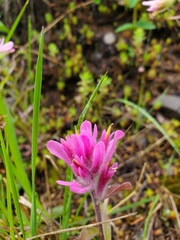 Castilleja rhexiifolia