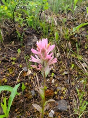Castilleja rhexiifolia