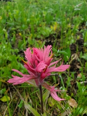 Castilleja rhexiifolia