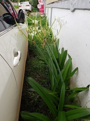 Hymenocallis littoralis
