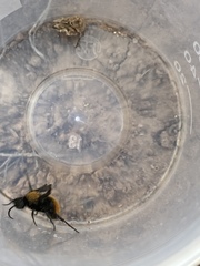 Dasymutilla neomexicana