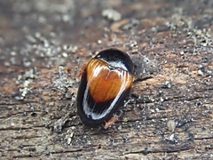 Tritoma pulchra