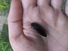 Melanactes