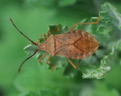 Homoeocerus dilatatus