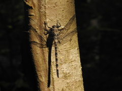 Tachopteryx thoreyi