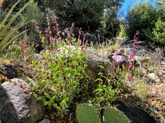 Penstemon clevelandii connatus