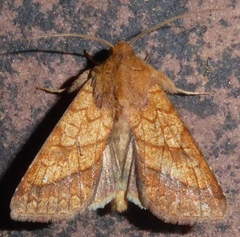 Pyrrhia
