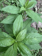 Hybanthus concolor