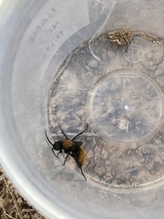 Dasymutilla neomexicana
