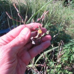 Lactuca canadensis