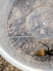 Dasymutilla neomexicana