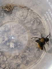 Dasymutilla neomexicana