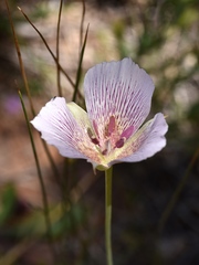 Calochortus striatus