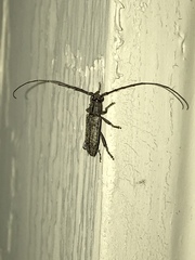 Elaphidion mucronatum