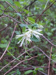 Neviusia alabamensis