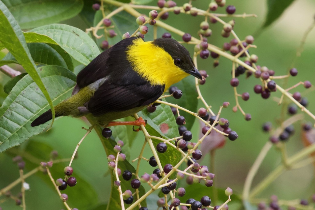 Golden-collared Manakin photo