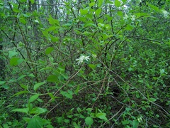 Neviusia alabamensis