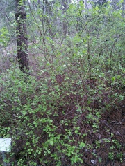 Neviusia alabamensis