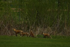 Vulpes vulpes