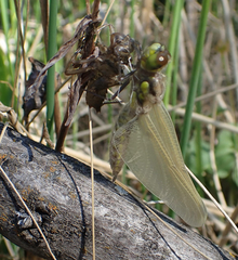 Libellula quadrimaculata