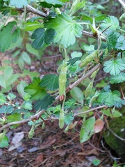 Ribes echinellum