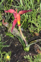 Lachenalia quadricolor