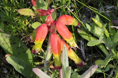 Lachenalia quadricolor
