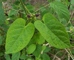 Gonolobus suberosus suberosus