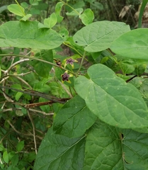 Gonolobus suberosus suberosus