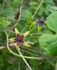 Gonolobus suberosus suberosus