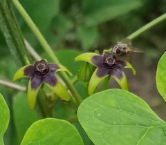 Gonolobus suberosus suberosus