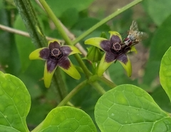 Gonolobus suberosus suberosus